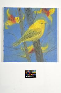 Ann Craven, 20_Golden Swamp Warbler, 2005, 15 3:4 x 15 3:4 in_JPEG